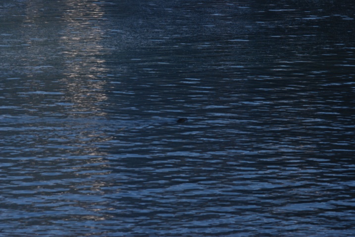 DSC_7295
