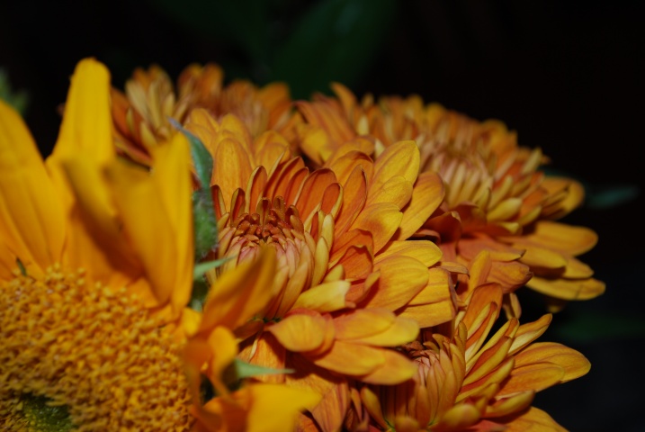 DSC_5426