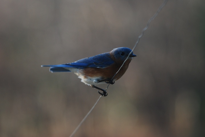 DSC_5481