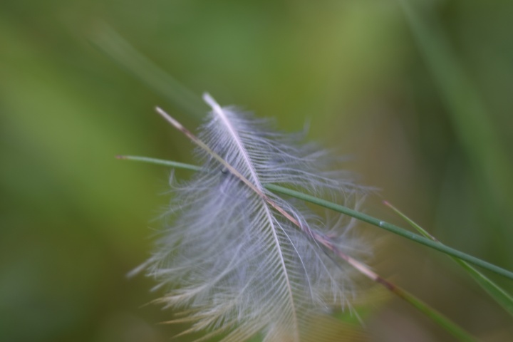 DSC_0132