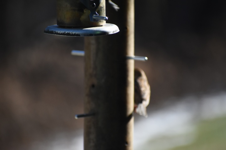 DSC_0685