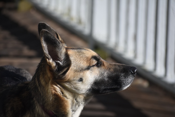 DSC_0726