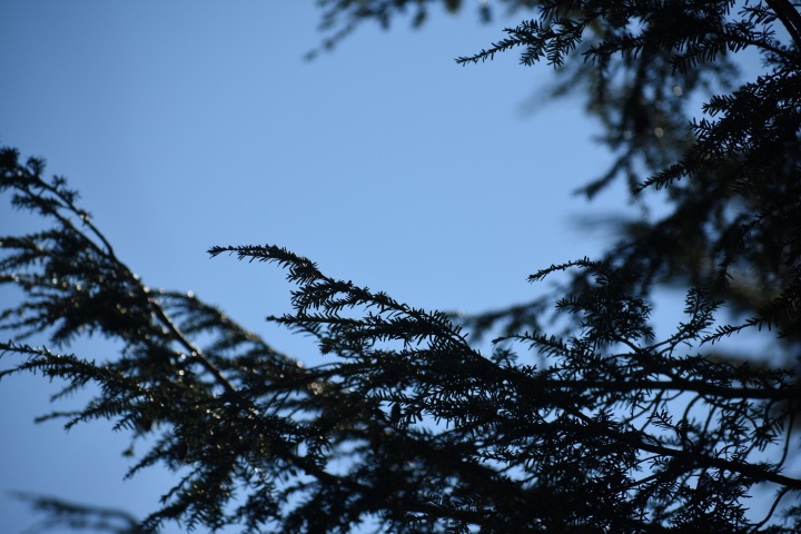 DSC_0728