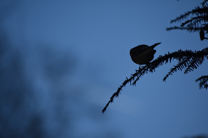 DSC_0736