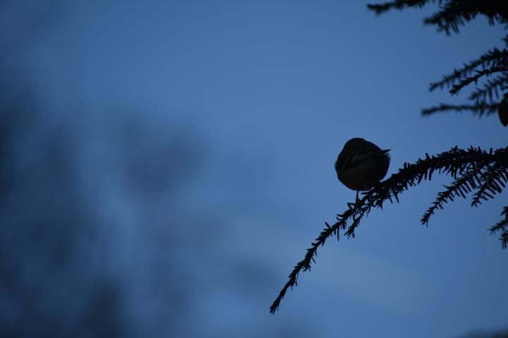 DSC_0739