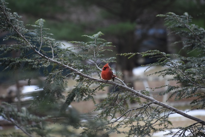 DSC_0778