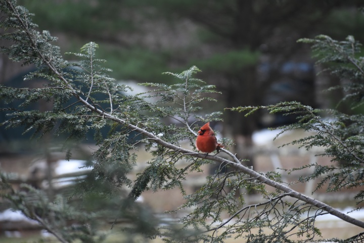 DSC_0779
