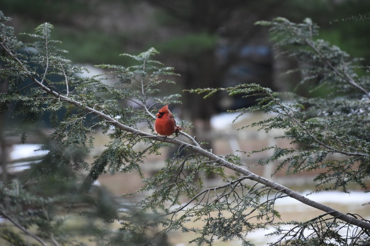 DSC_0780