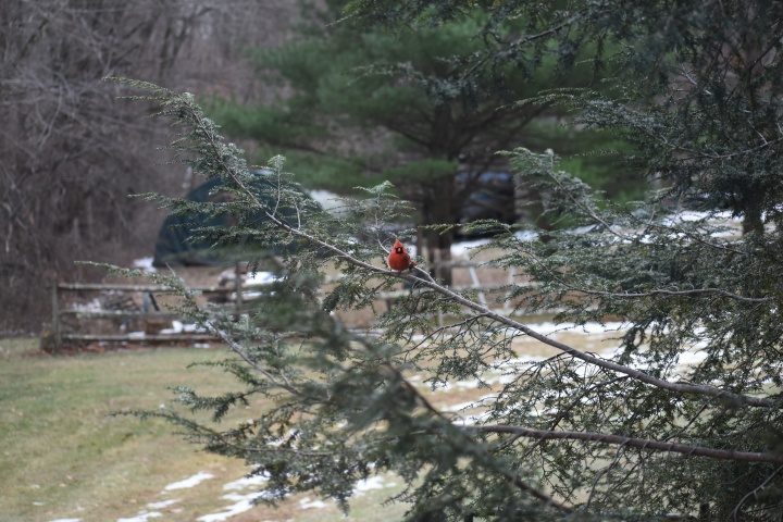 DSC_0782