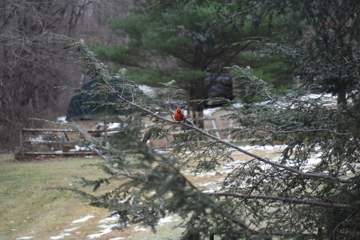 DSC_0783