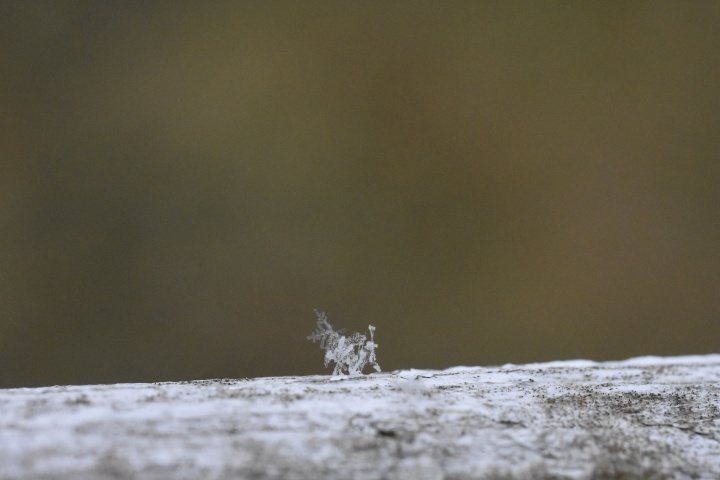 DSC_0921