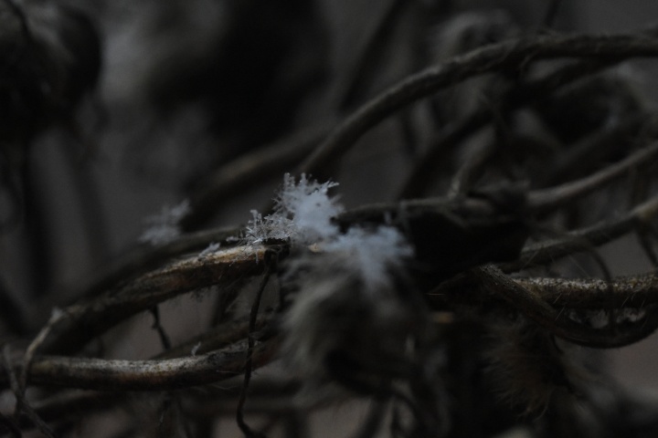 DSC_0925