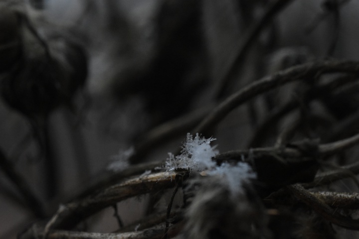 DSC_0926