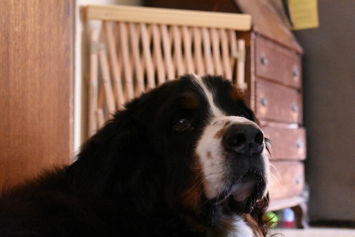 DSC_1003