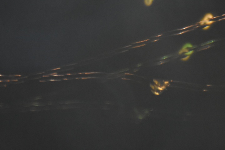 DSC_1011