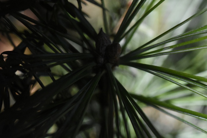 DSC_1036