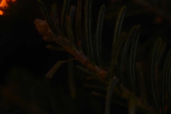 DSC_1039