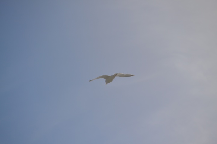 DSC_0851