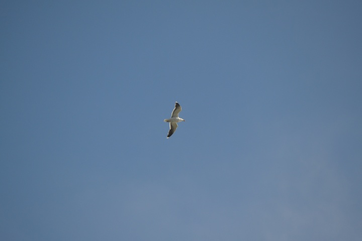 DSC_0856