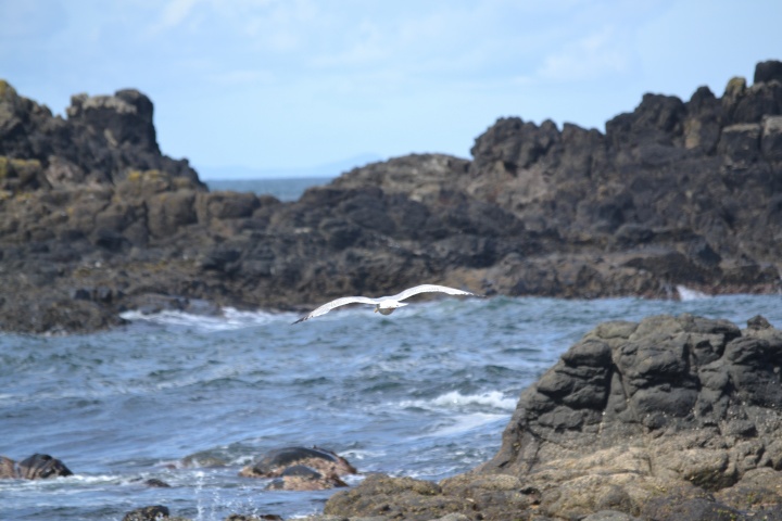 DSC_1003