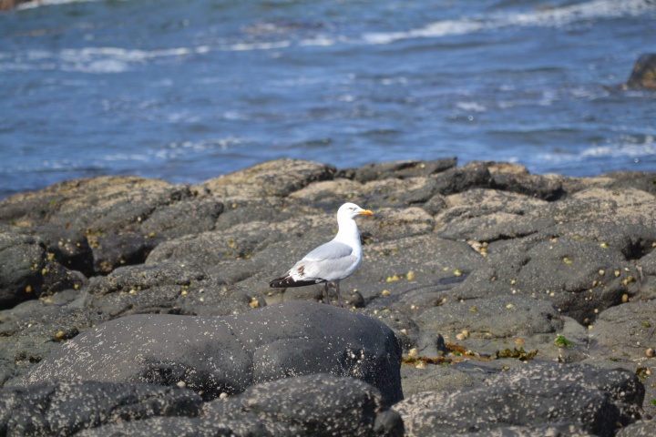 DSC_1004