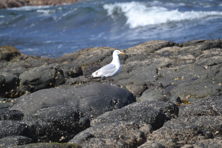 DSC_1006