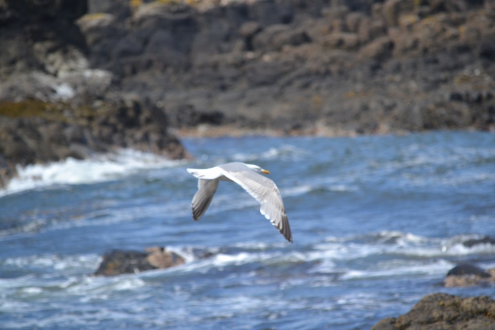 DSC_1013