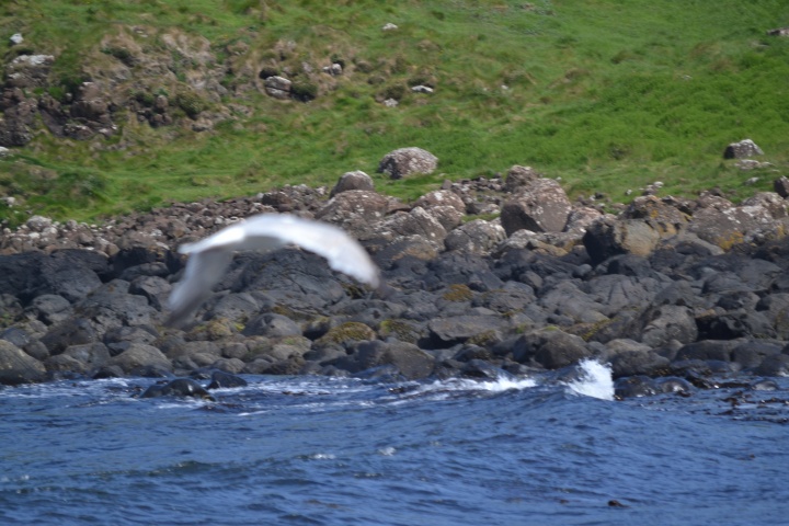 DSC_1019
