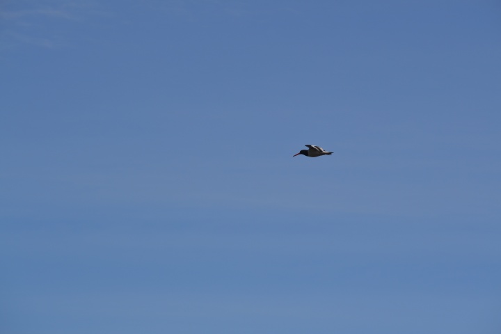 DSC_1048