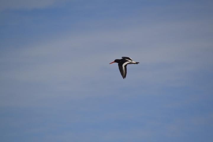 DSC_1049