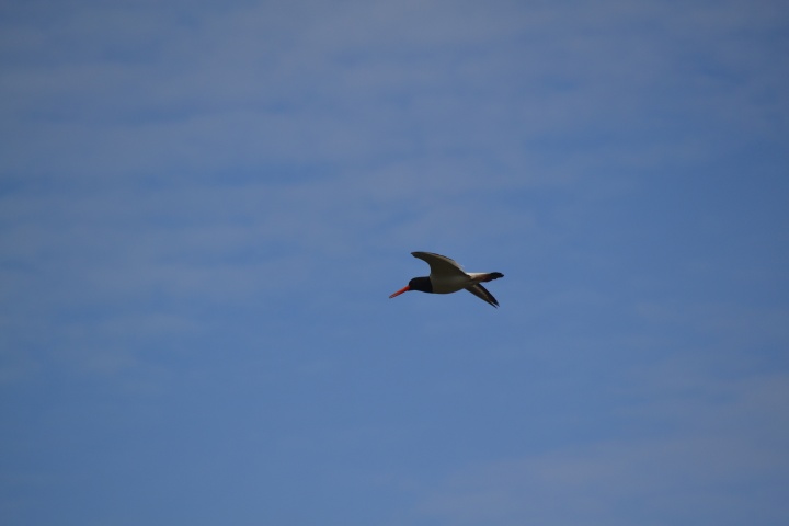 DSC_1050