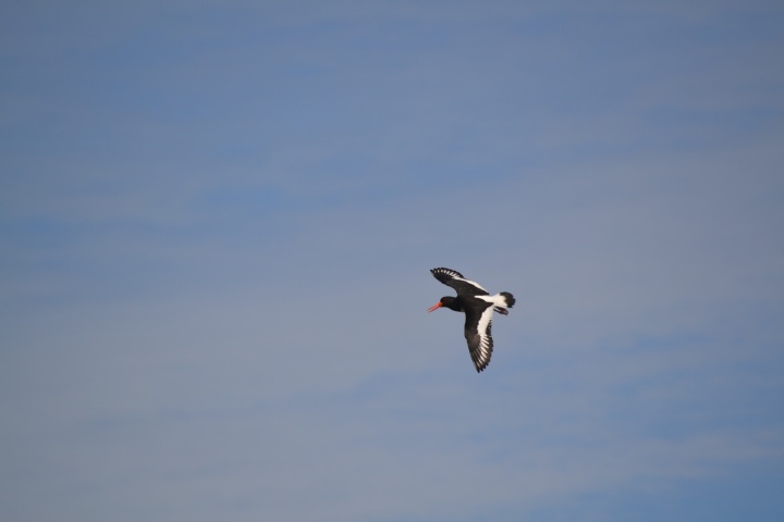 DSC_1066
