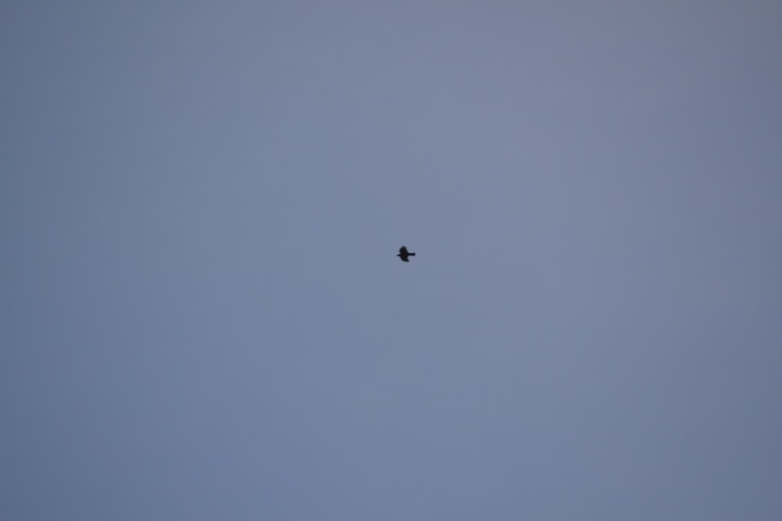 DSC_1073