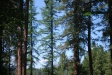 Mt Jefferson through the tree's at HOM