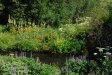 Flowers along the Metolius