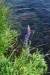 Snapdragon?