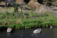 Deer at Smith Rock