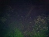 This is a picture of a racoon at night over the embankment at Eleanor's lodge
