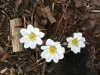 Flowers at the edge of the snow on Mt Bachelor
