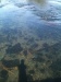 The Metolius river