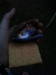 Peep-Smore's, mmmmmmmmmmm