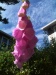 Foxgloves at Oceanside