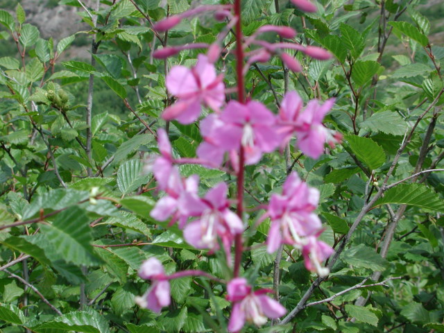 DSCN7554