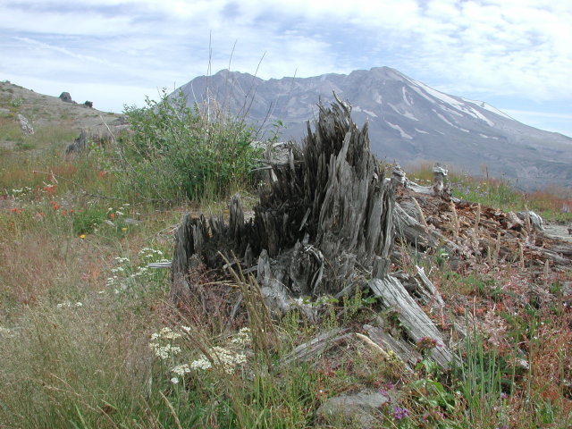 DSCN7573