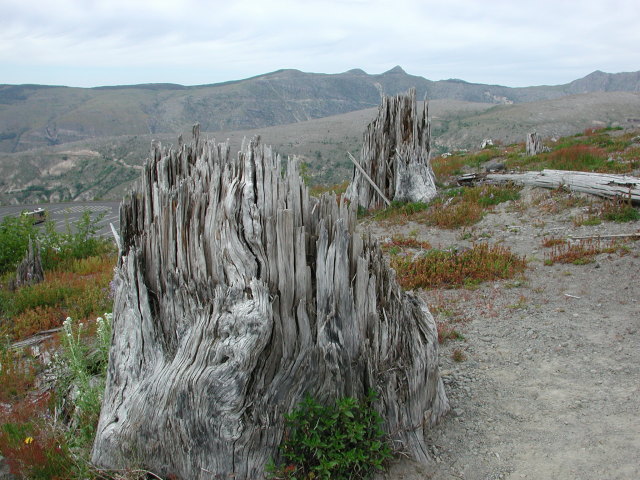 DSCN7575
