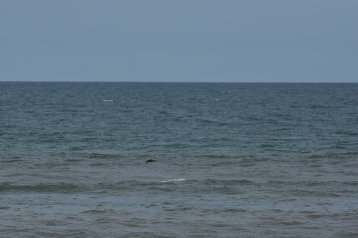 DSC_0590