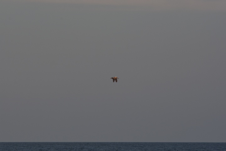 DSC_0608