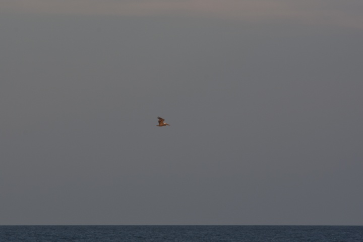 DSC_0609