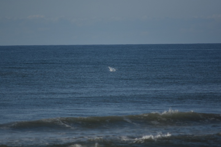 DSC_0636