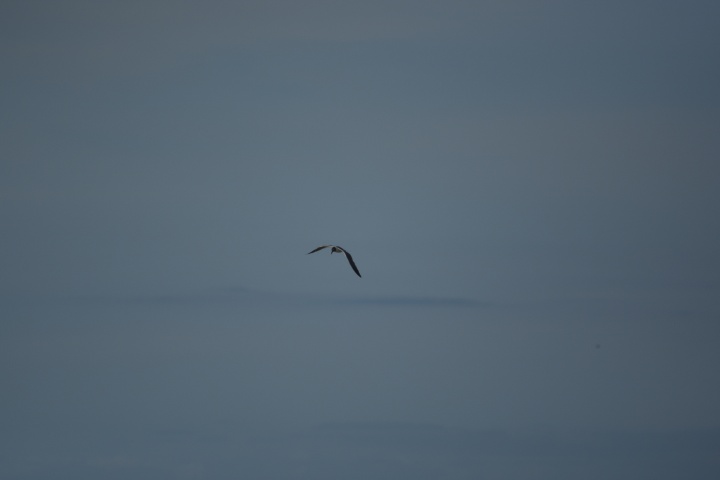 DSC_0638